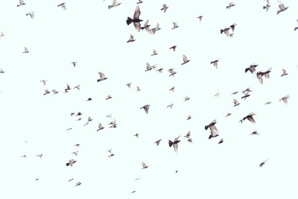 istock full frame of wild birds flying in clear blue sky 1086880248