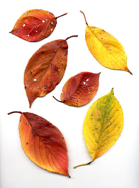 istock Autumn leaves of Cherry blossom 108688105