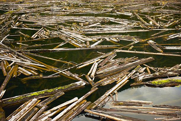 istock Trunks of trees waterborne 108688206