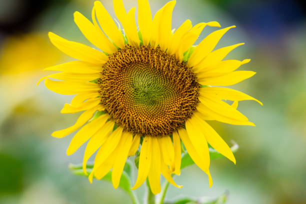 istock Sunflower natural background,Sunflower blooming 1086882418