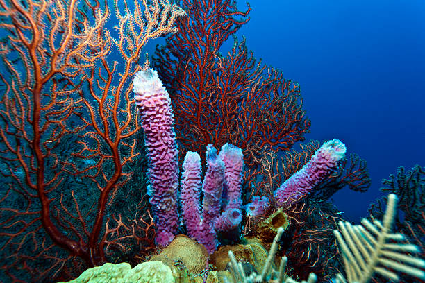 istock Gorgonian sea fan 108688254