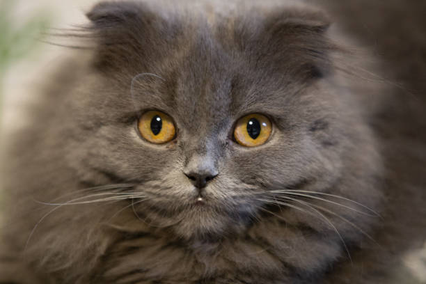 istock Blue Long Hair Cat 1086886692
