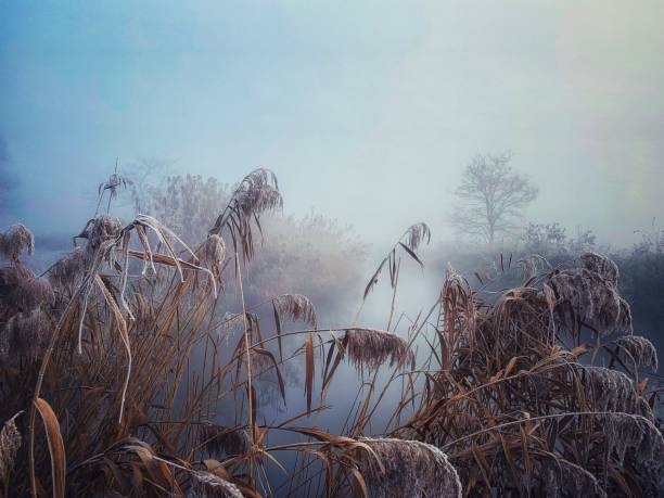 istock Winter morning  in a park 1086886868