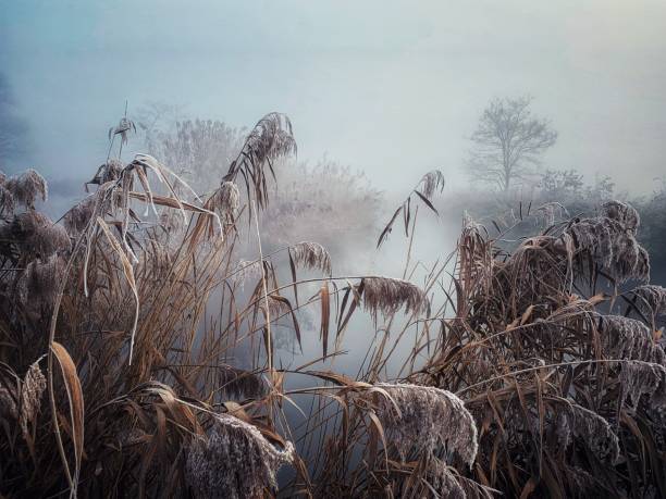 istock Winter morning  in a park 1086886876