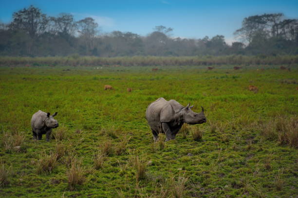 Inhabitants of Kaziranga National Park. White rhino Kaziranga national Park is located in East India (Assam state), in the Brahmaputra river valley. The Park was founded in 1905 to protect and preserve the population of the Indian one-horned Rhino, which is on the verge of extinction due to poaching. n11 stock pictures, royalty-free photos & images