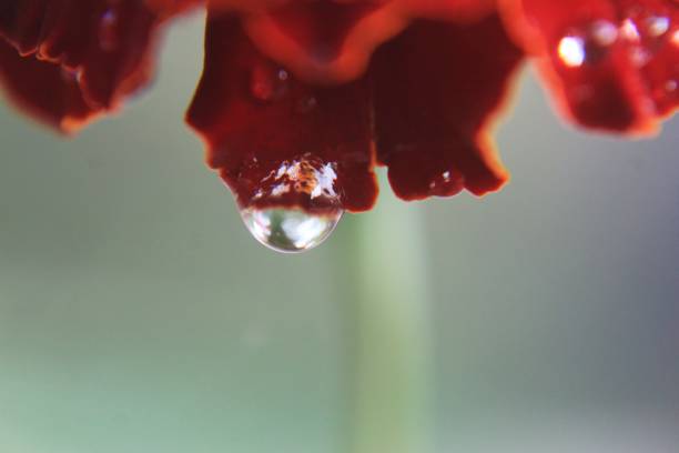 istock Dew drops glowing on red marigold petals 1086887930