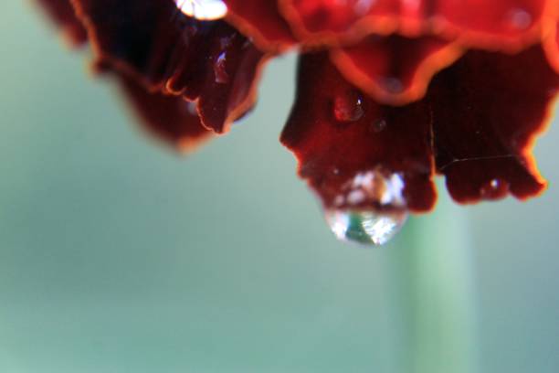 istock Dew drops glowing on red marigold petals 1086888086
