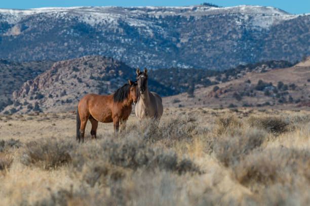istock Wild Horses in Utah 1086893550