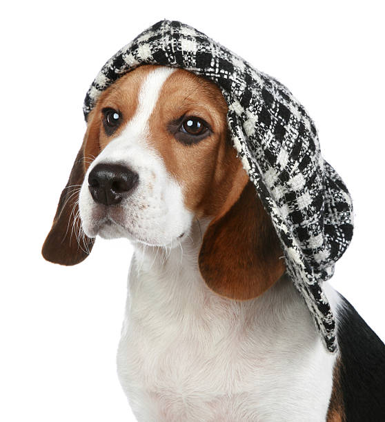 istock Portrait of puppy Beagle in a cap 108689505