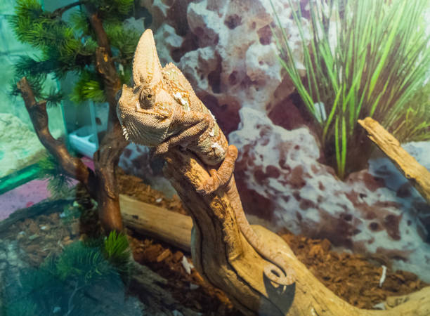 Yemeni chameleon in the home terrarium