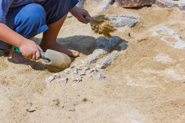 istock Motion image Children learning about, Excavating dinosaur fossils simulation 1086899418