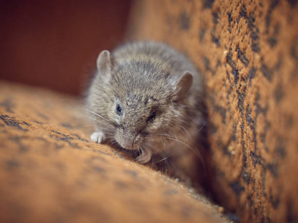 istock Little gray mouse in a sleepy state. 1086901720