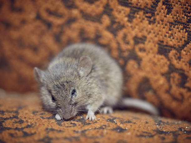 istock Little gray mouse in a sleepy state. 1086901924