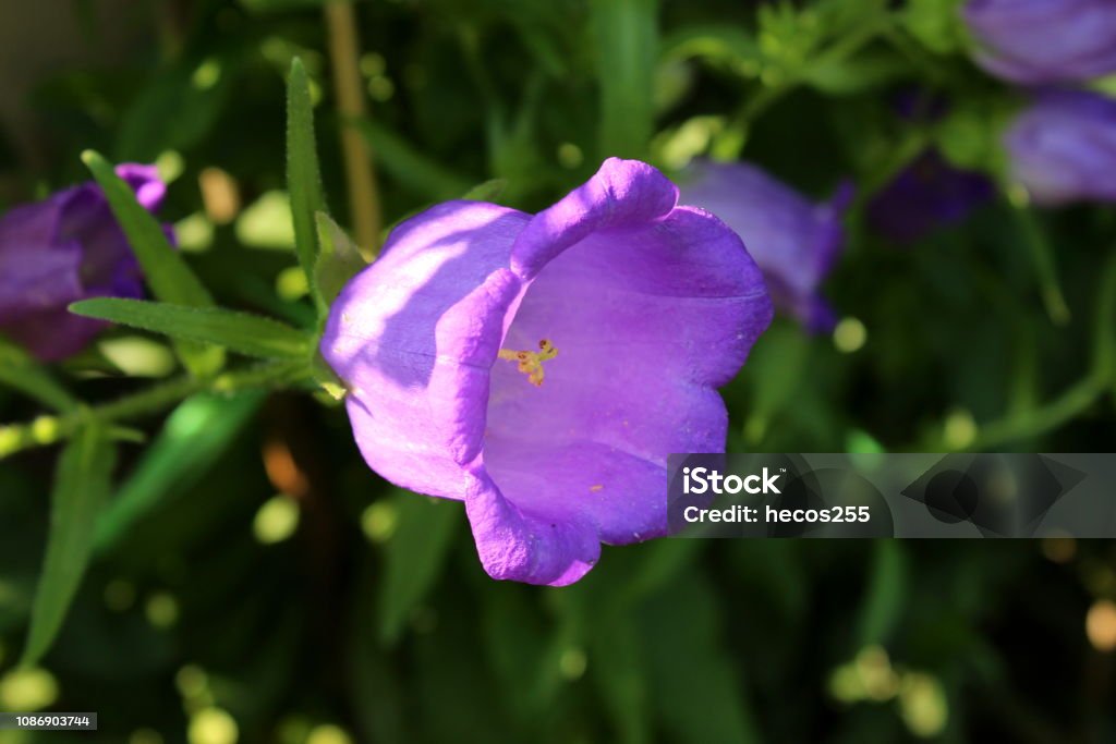 Bellflower O Campanula Flor Flores De Violetaforma De Campana En Jardín Foto de stock y más banco de imágenes de Calor - iStock Bellflower O Campanula Flor Flores De Violetaforma De Campana En Jardín Foto de stock y más banco de imágenes de Calor - iStock