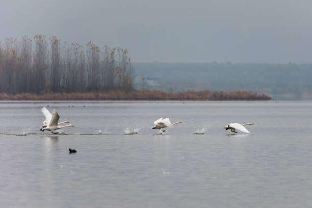 istock Swan flying in the air 1086904258