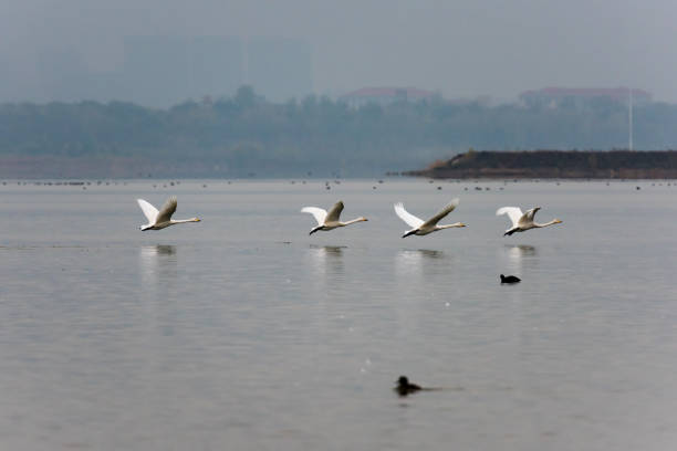 istock Swan flying in the air 1086905986