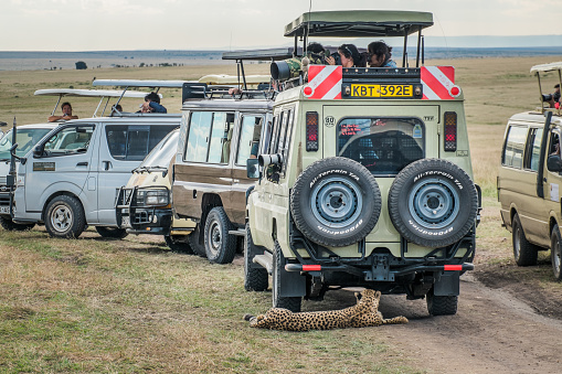 Masai Mara, KENYA - September, 2018. A cheetah rests in the shade of a tourist jeep in the savannah