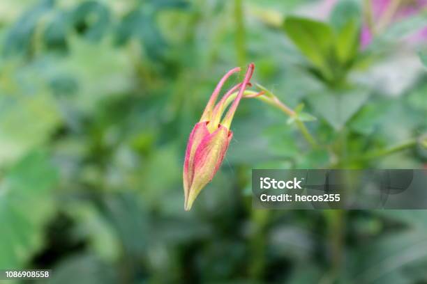Aquilegia Skinneri Tequila Sunrise Or Columbine Fully Closed Flower At Sunset Stock Photo - Download Image Now