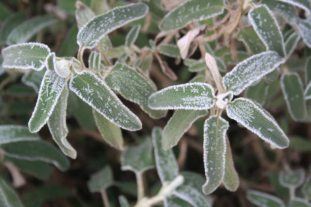 istock Jerusalem Sage leaves on bush covered by frost in winter. 1086911456