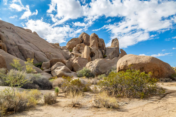 istock Joshua Tree National Park View 1086911472