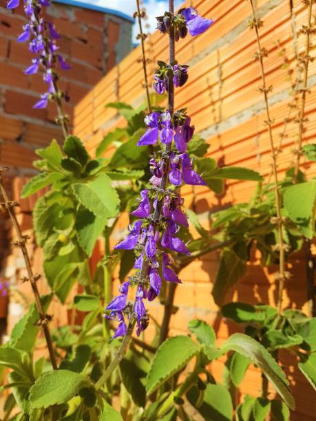 flower bile outdoor sunny day in the backyard of the house the plant boldo is flowery with a purple flower plectranthus barbatus stock pictures, royalty-free photos & images