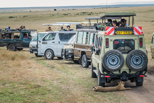 Masai Mara, KENYA - September, 2018. A cheetah rests in the shade of a tourist jeep in the savannah