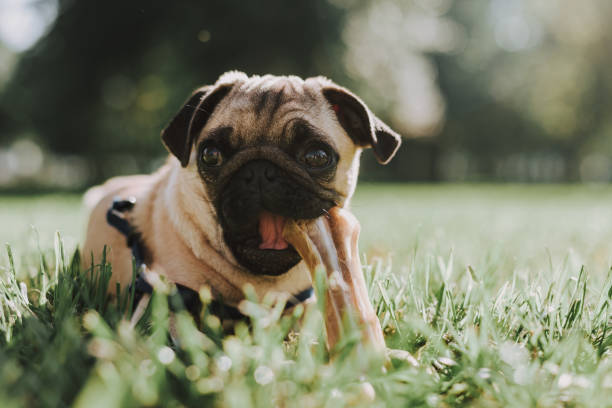 istock Purebred pug puppy is gnawing bone on grass 1086915408