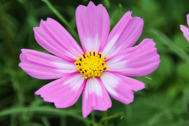 istock Beautiful Cosmos Bipinnatus 1086917752