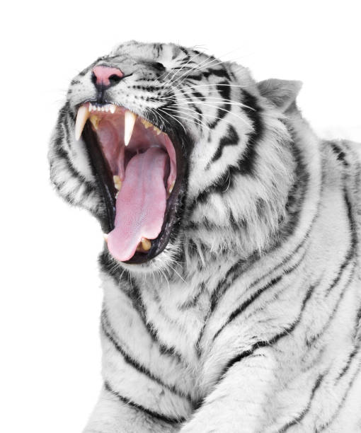 Orange and black coat of an Amur (Siberian) tiger contrast with a fresh blanket of white snow.