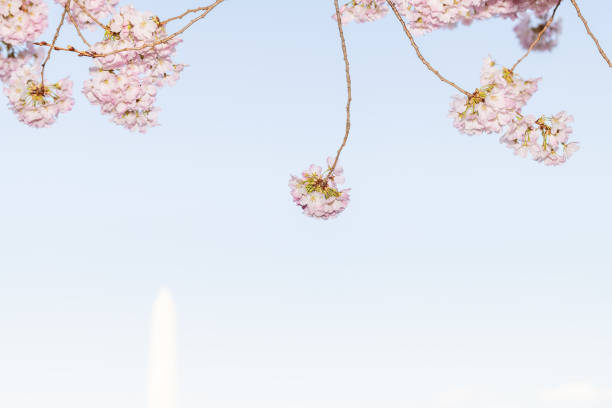 Framing view through vibrant pink cherry, sakura blossom tree branch, flower petals in spring, Washington DC, monument in background