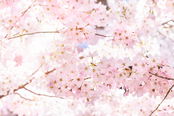 istock Looking up, low angle closeup view of one vibrant pink cherry blossom sakura tree, sunburst through branch, sky, flower petals in spring, Washington DC, sunny, sun, sunshine, sunlight, backlight 1086929152