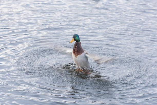 istock Mallard drake flapping his wings after a bath 1086933946