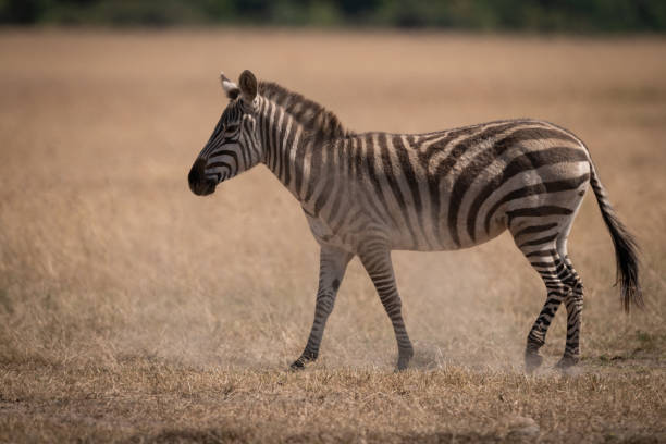 istock Plains zebra walks on grass in savannah 1086934878