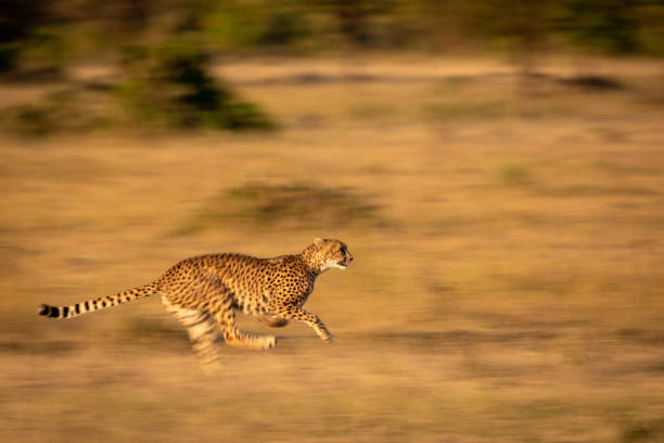 istock Slow pan of cheetah sprinting through grass 1086934950