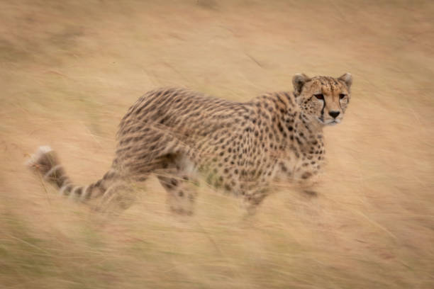 istock Slow pan of cheetah walking in grass 1086934958