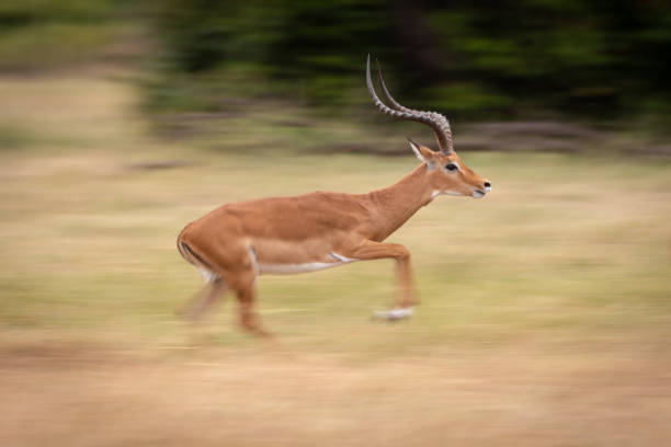 istock Slow pan of male impala galloping past 1086934980