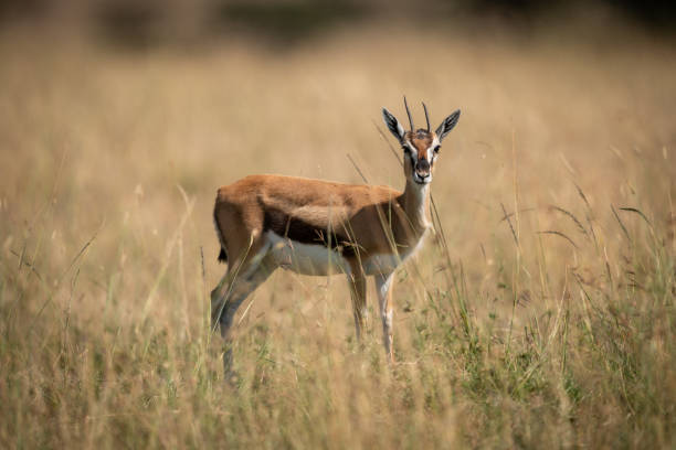 istock Thomson gazelle standing in grass faces camera 1086935012
