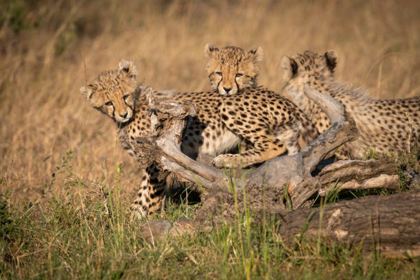 istock Three cheetah cubs  on log in grass 1086935058