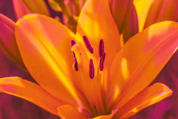Beautiful orange lily on sunlight close up