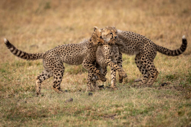 istock Three cheetah cubs play fight on grass 1086935188