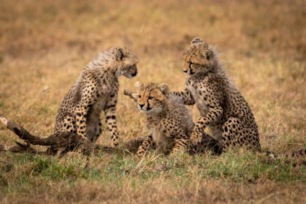 istock Three cheetah cubs play fighting in grass 1086935218