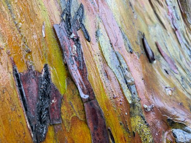istock colors of tree shells in autumn 1086935248