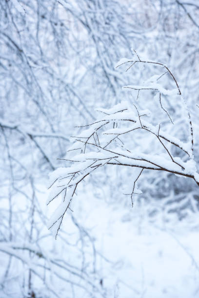 istock Branches of trees covered with snow in winter 1086935252