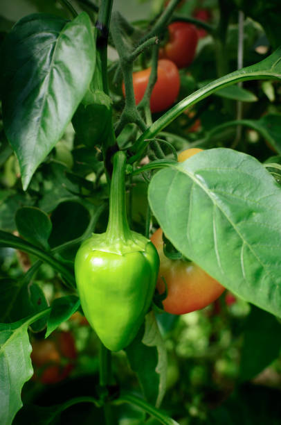 istock Growing pepper in a greenhouse 1086935350