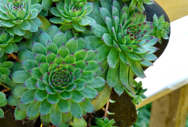 istock House Plants Safe For Animals 1086937544