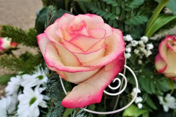 Red rose with drops of water on a arrangement