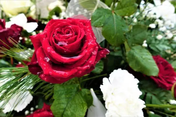 Red rose with drops of water on a arrangement