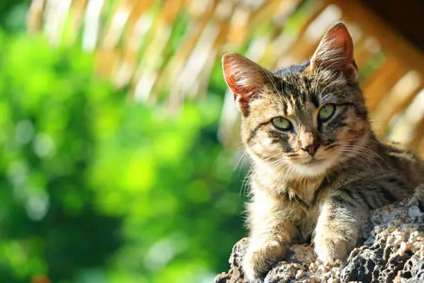 Photo of Closed Up a Cute Kitten Relaxing under the Tree Shade, Easter Island, Chile, South America