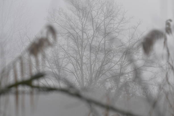 istock Winter morning  in a park 1086942408