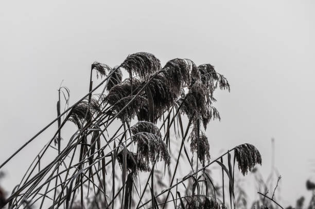 Winter morning  in a park